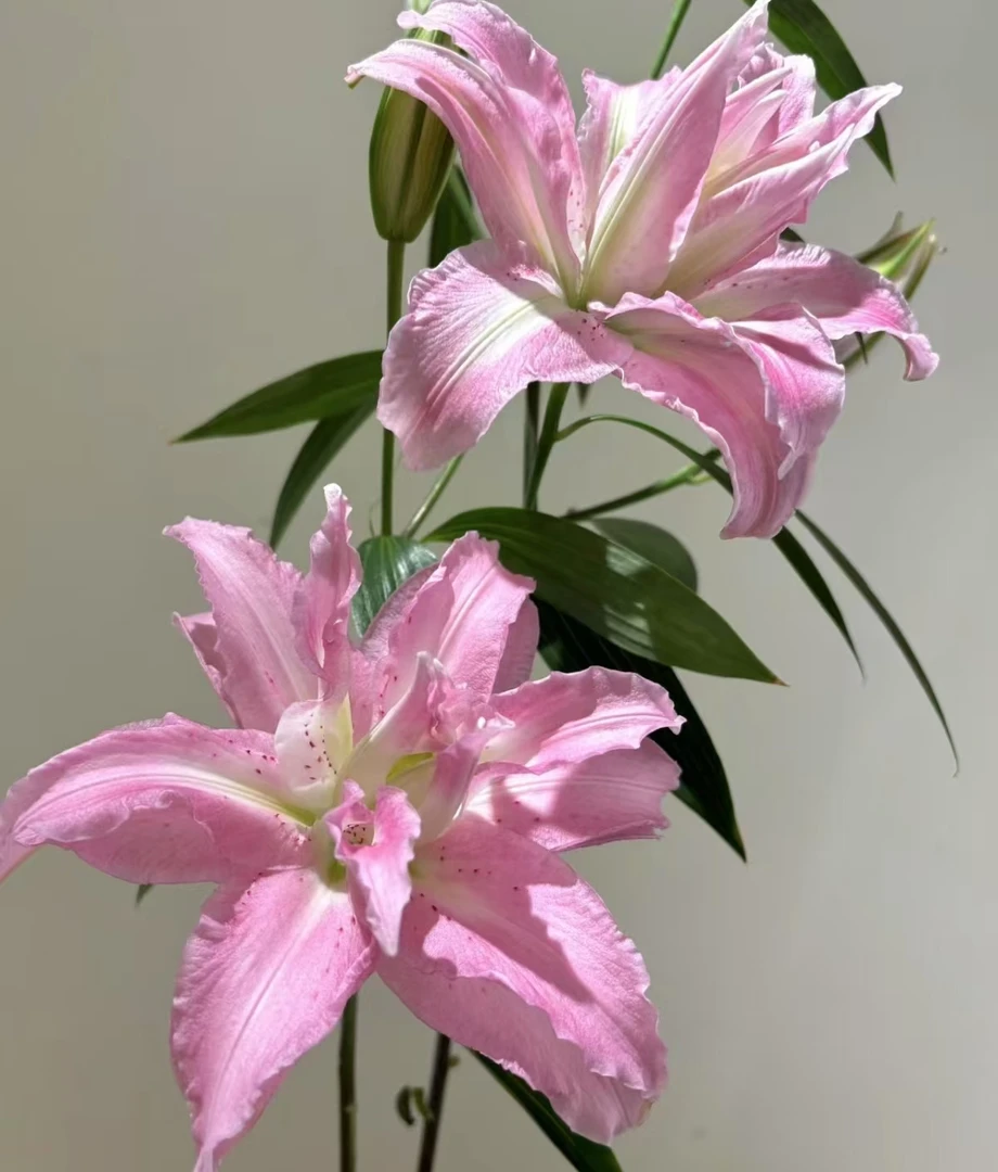 【种业嫣然】云南基地直发粉色重瓣香水百合鲜切花