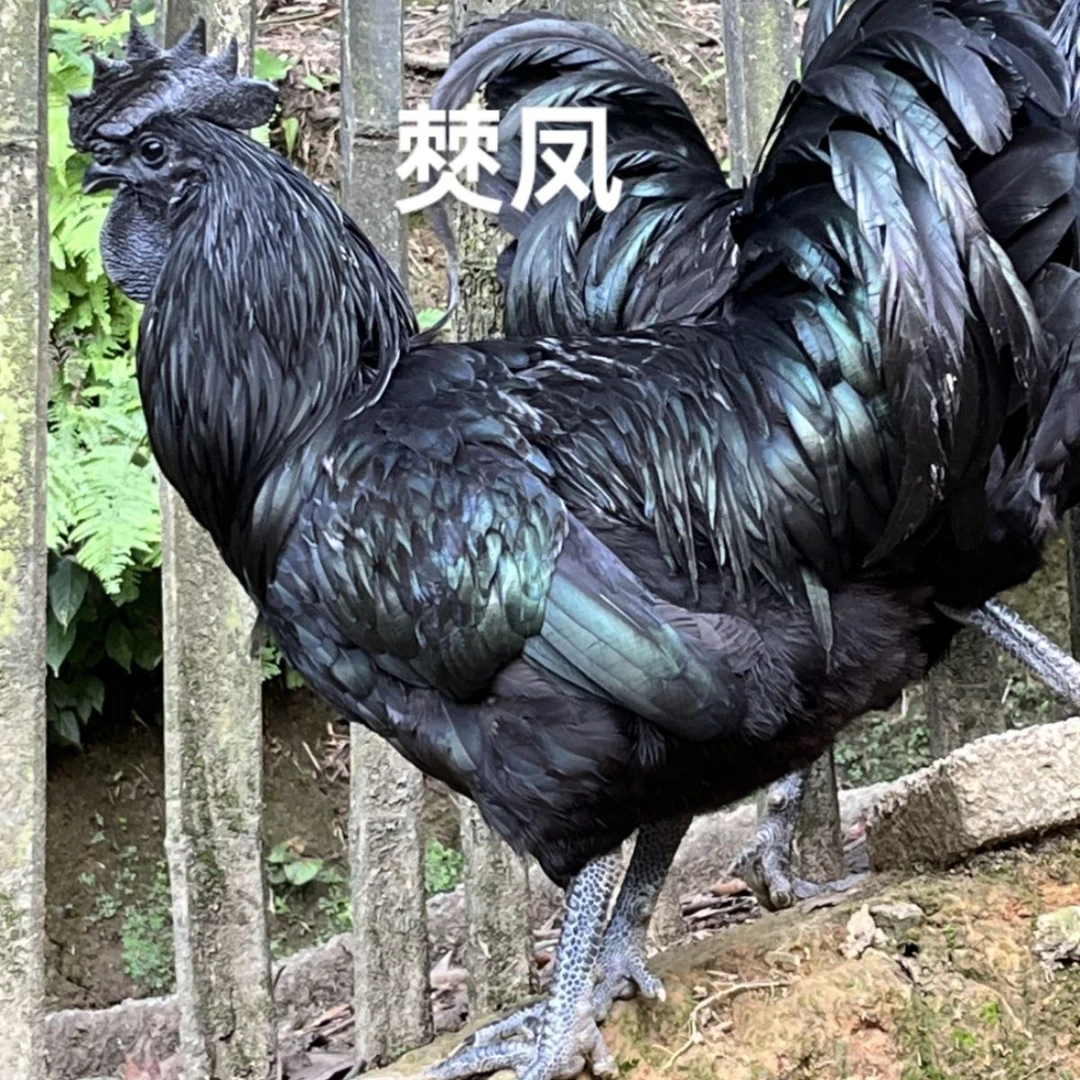 盐津乌骨鸡僰鳯乌鸡
