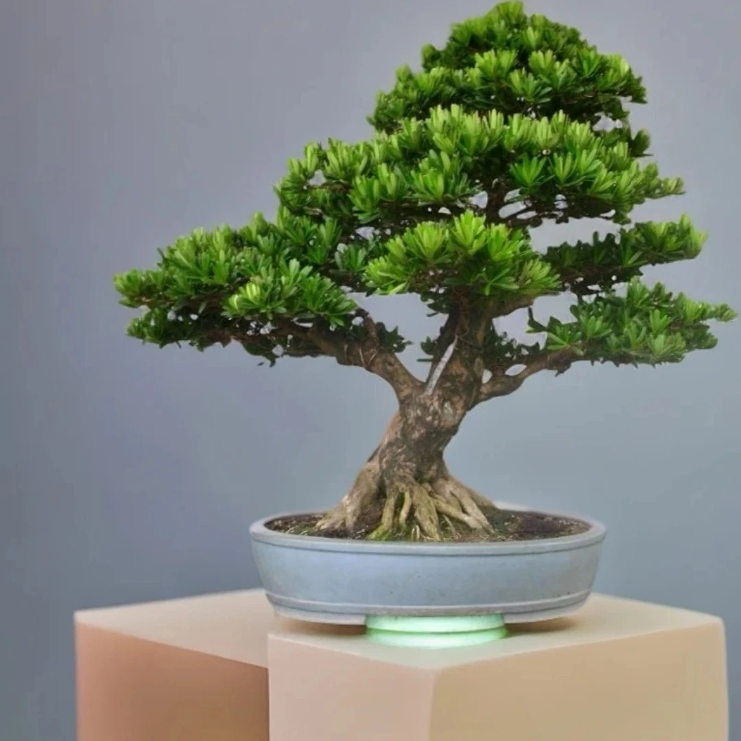 精品罗汉松盆景【一物一拍】桌上老桩造型花卉植物办公室庭院