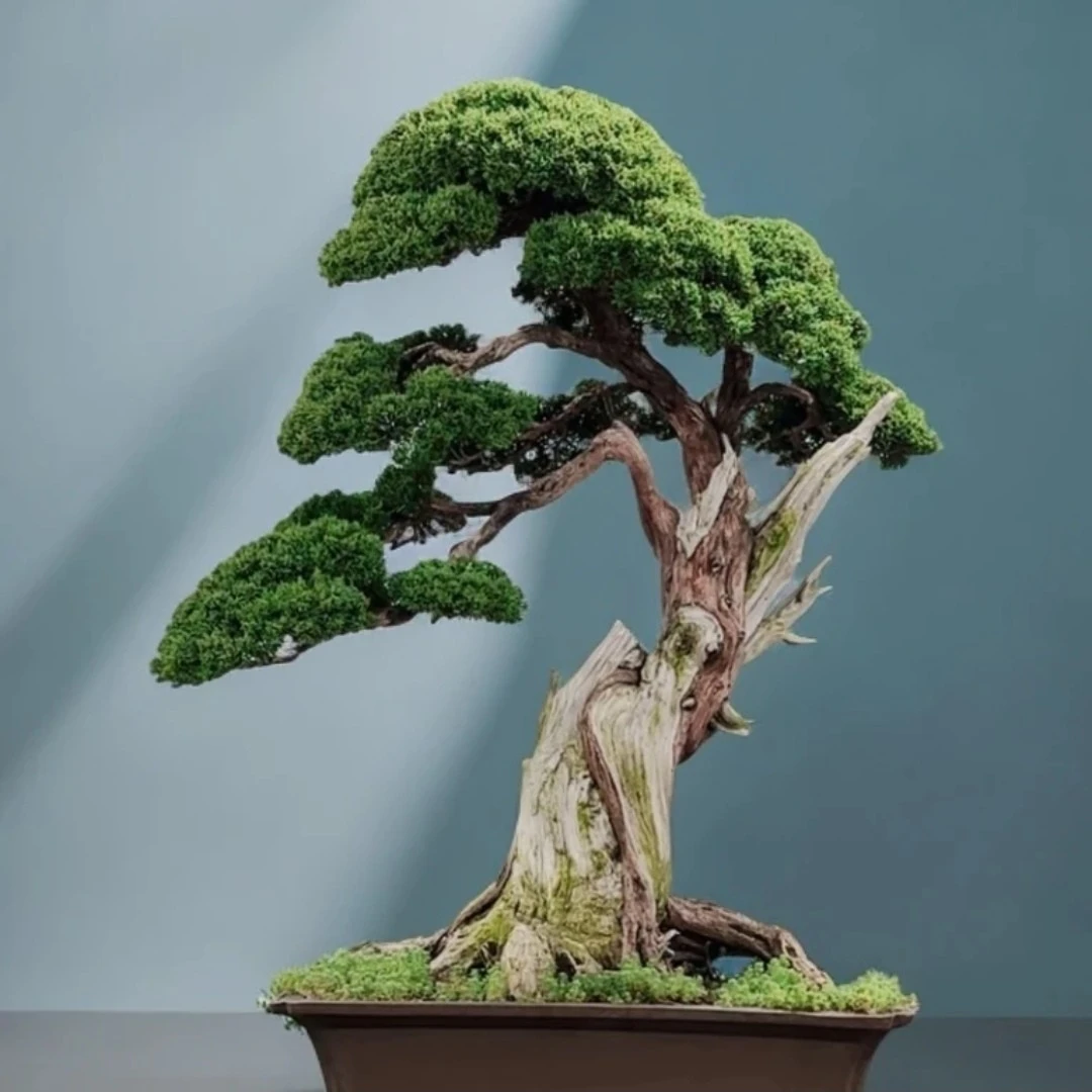 迎客松盆景罗汉松【一物一拍】高端米叶红芽珍珠老桩庭院栽种