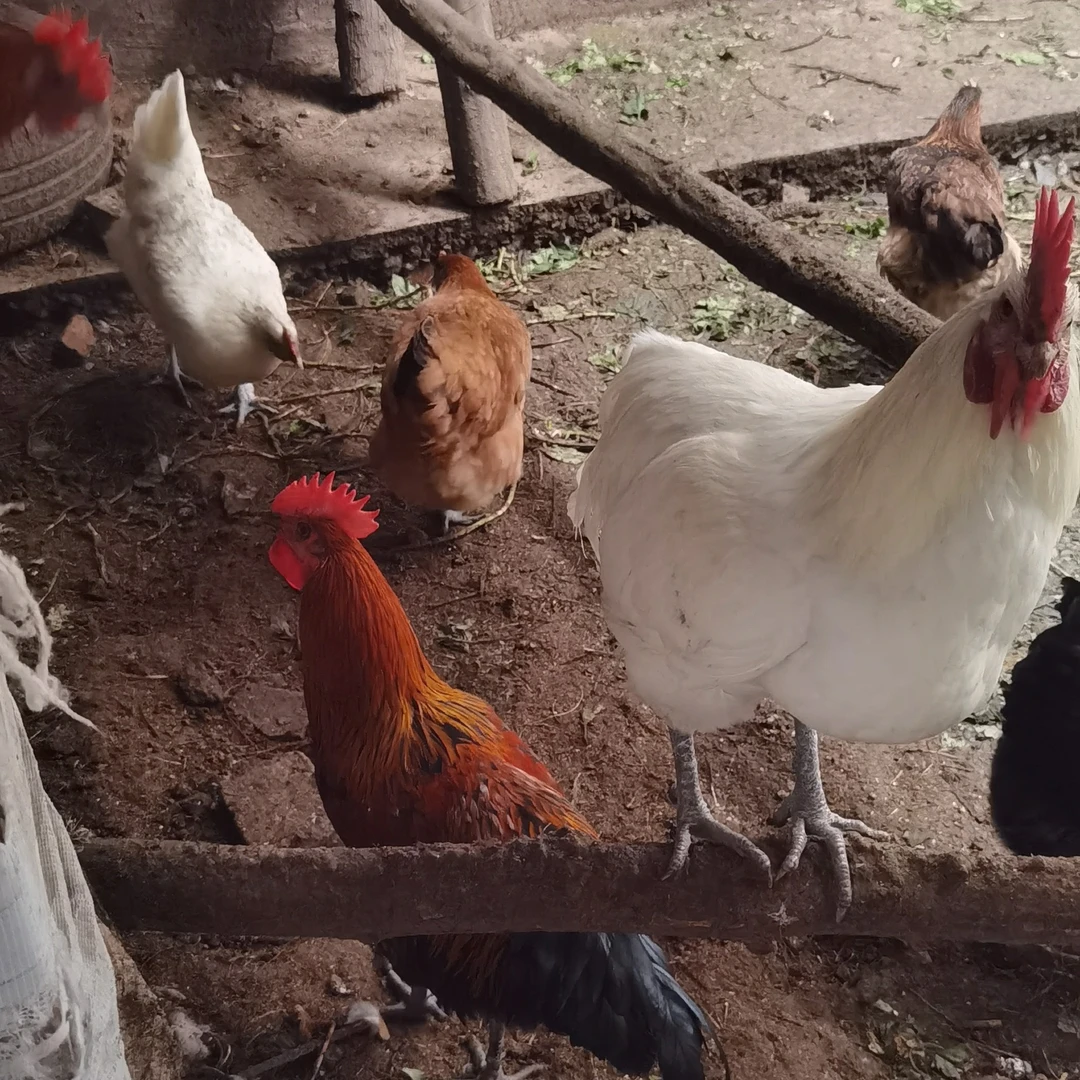 【平武土鸡】农村散养粮食土鸡公鸡农产品特产乡村风 包冰率不含冰