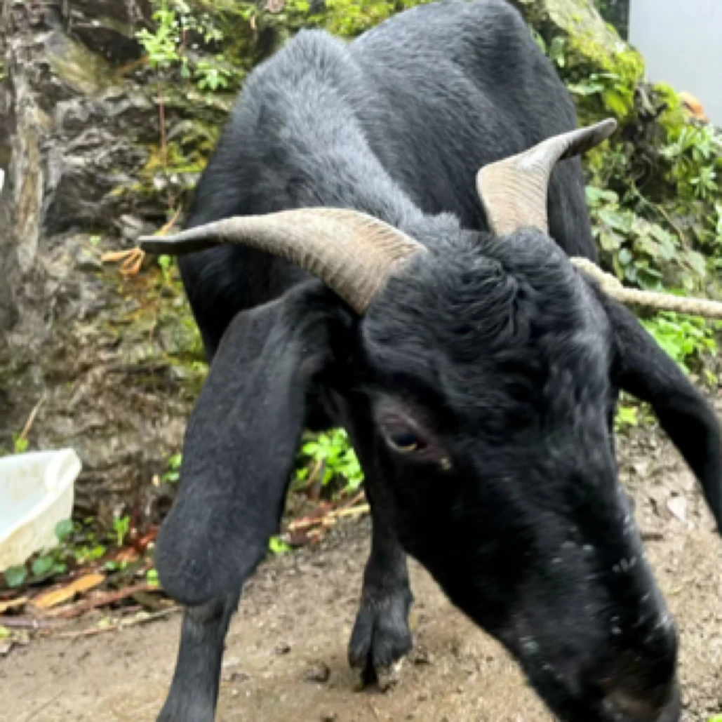 【羊腩羊肉】现称改价农村放养跑山黑羊吃草山羊（分割后不退换）