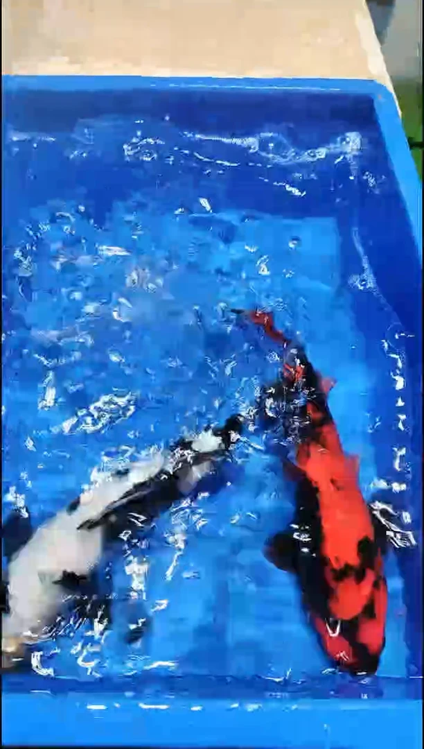 【闪购商品】锦鲤鲤科类不分公母11