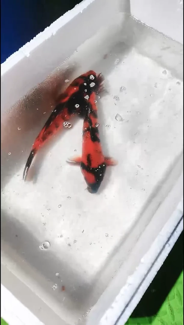 【闪购商品】锦鲤鲤科类不分公母11