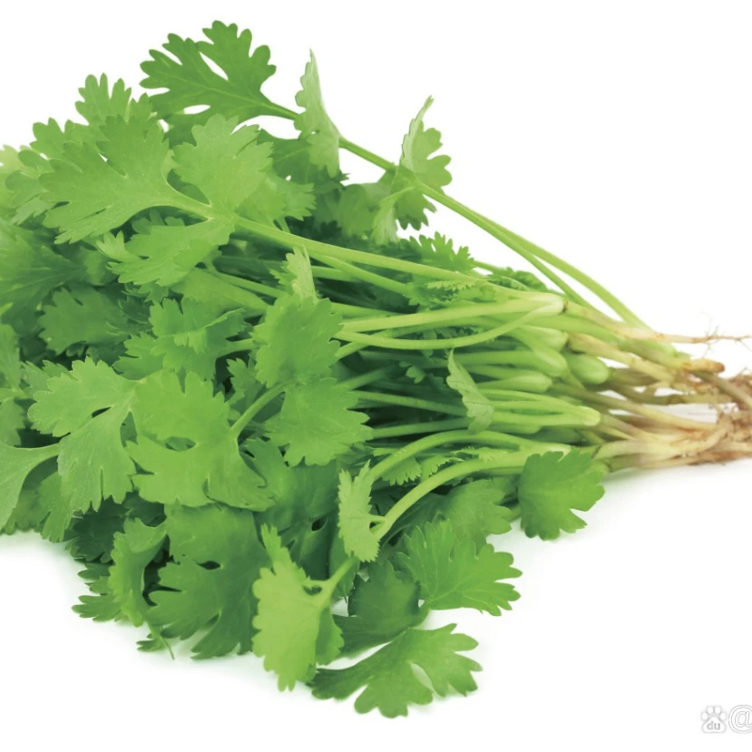 （香菜）湘西本地农家自种香菜  现挖小叶香菜农家露天种植新鲜蔬菜