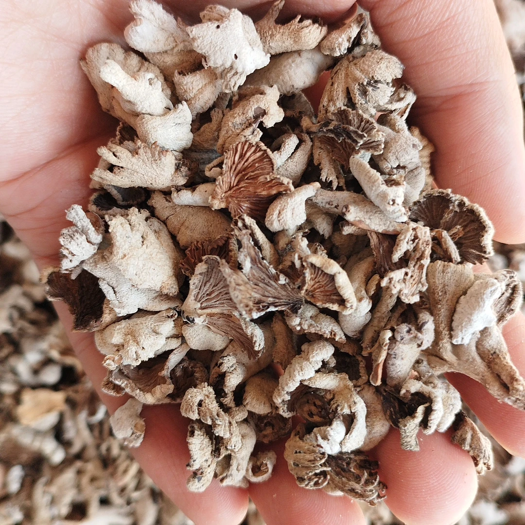 云乡土特产 【白生菌菇】云南山货干货