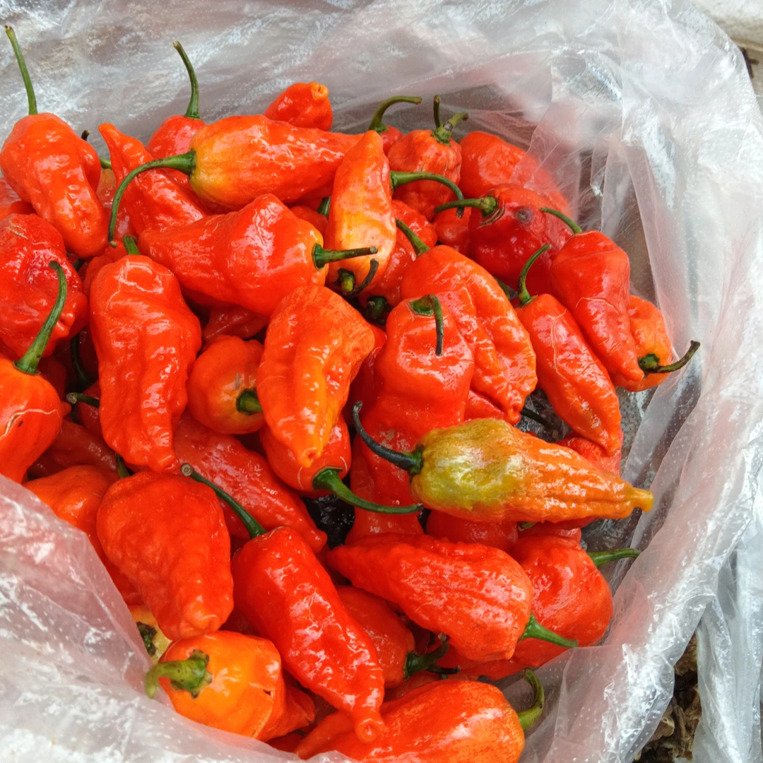 云乡土特产【涮涮辣椒】