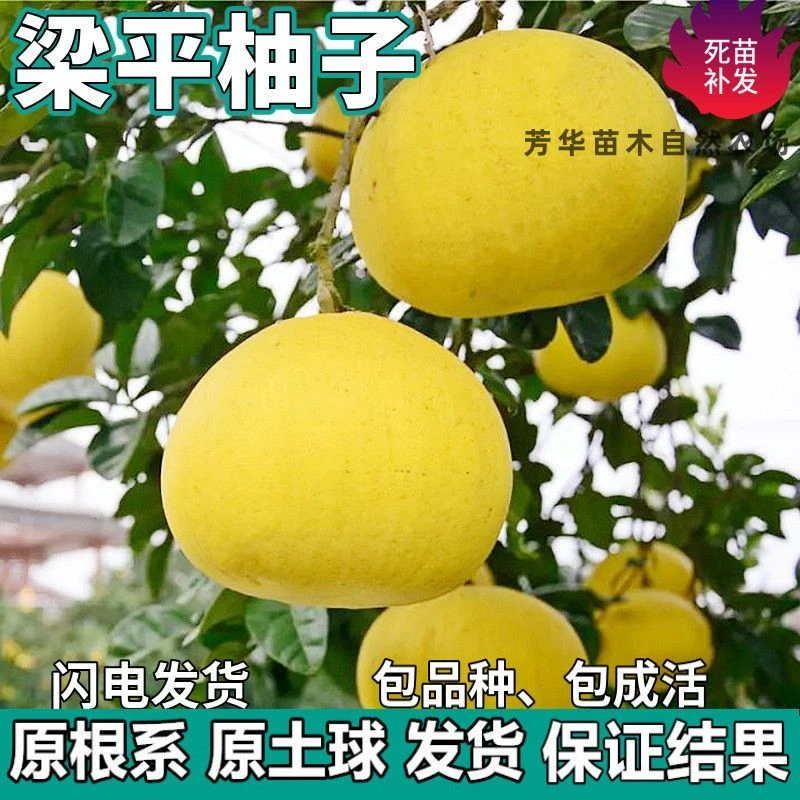 梁平柚子苗树南北方庭院带土特大果树苗盆栽嫁接柚子树苗当年结果
