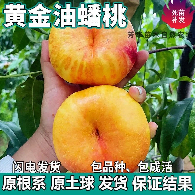 黄金油蟠桃果树苗南北方地栽庭院阳台盆栽种植特大嫁接苗当年结果