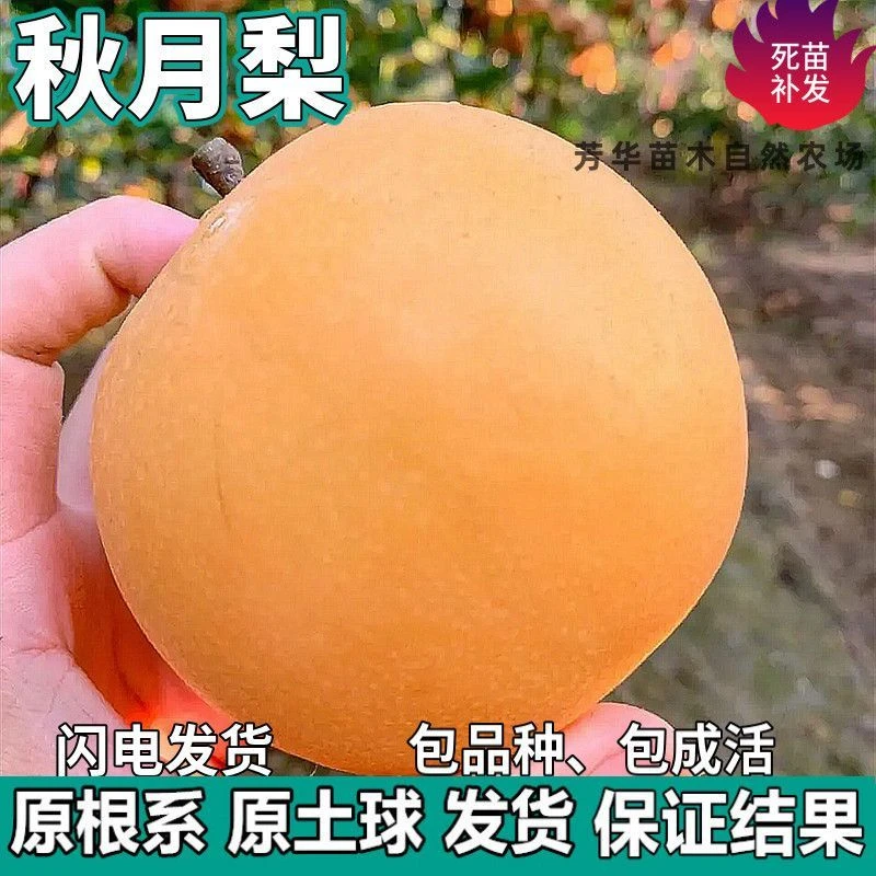 秋月梨果树苗南北方地栽庭院阳台盆栽种植特大果嫁接树苗当年结果