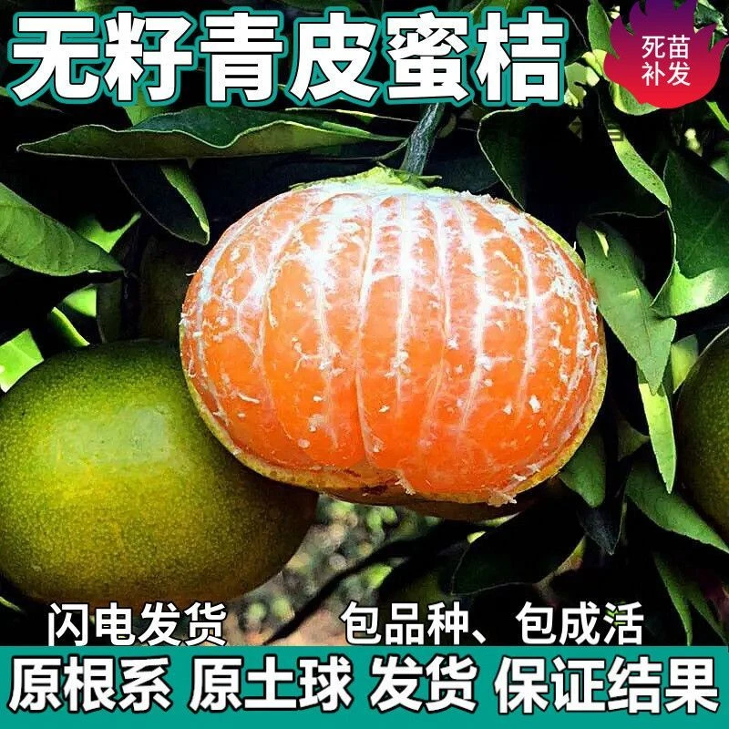 无籽青皮蜜桔苗树南北方地栽盆栽嫁接四季橘子桔子果树苗当年结果