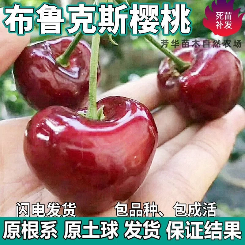 布鲁克斯樱桃树苗南北方地栽矮化嫁接车厘子特大果苗盆栽当年结果
