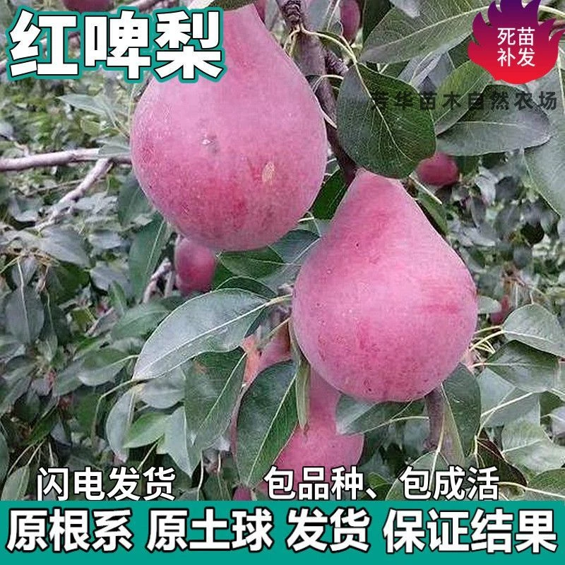 红啤梨果树苗南北方地栽庭院阳台盆栽种植特大果嫁接树苗当年结果