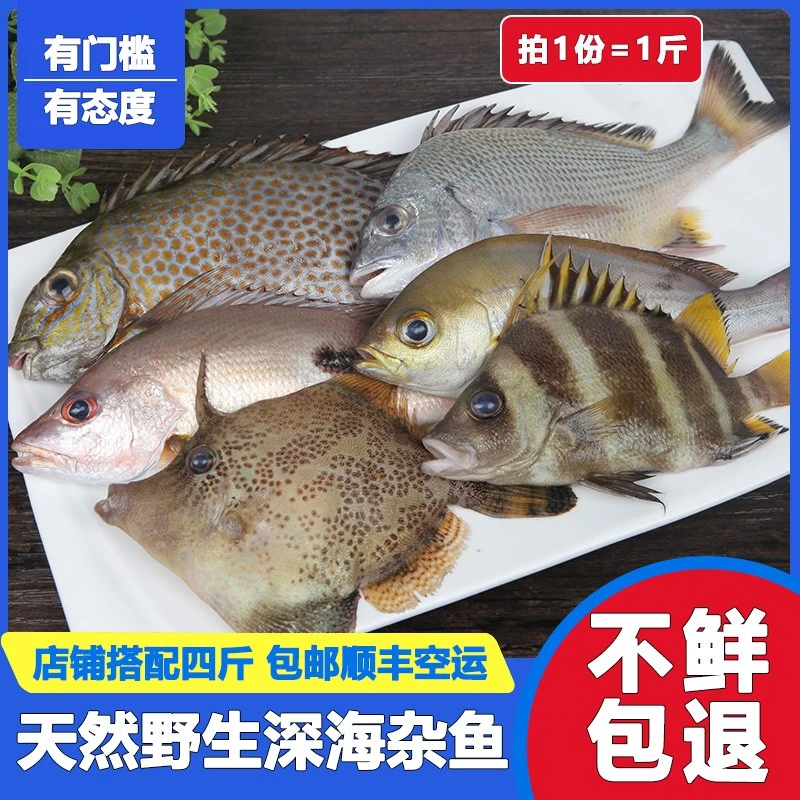 新鲜海杂鱼海鱼 野生海捕 石九公十六枚红鲷花泥猛秋哥鱼1500g