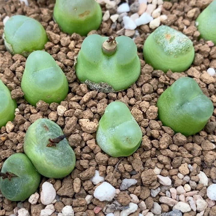 拉登肉锥1.9公分