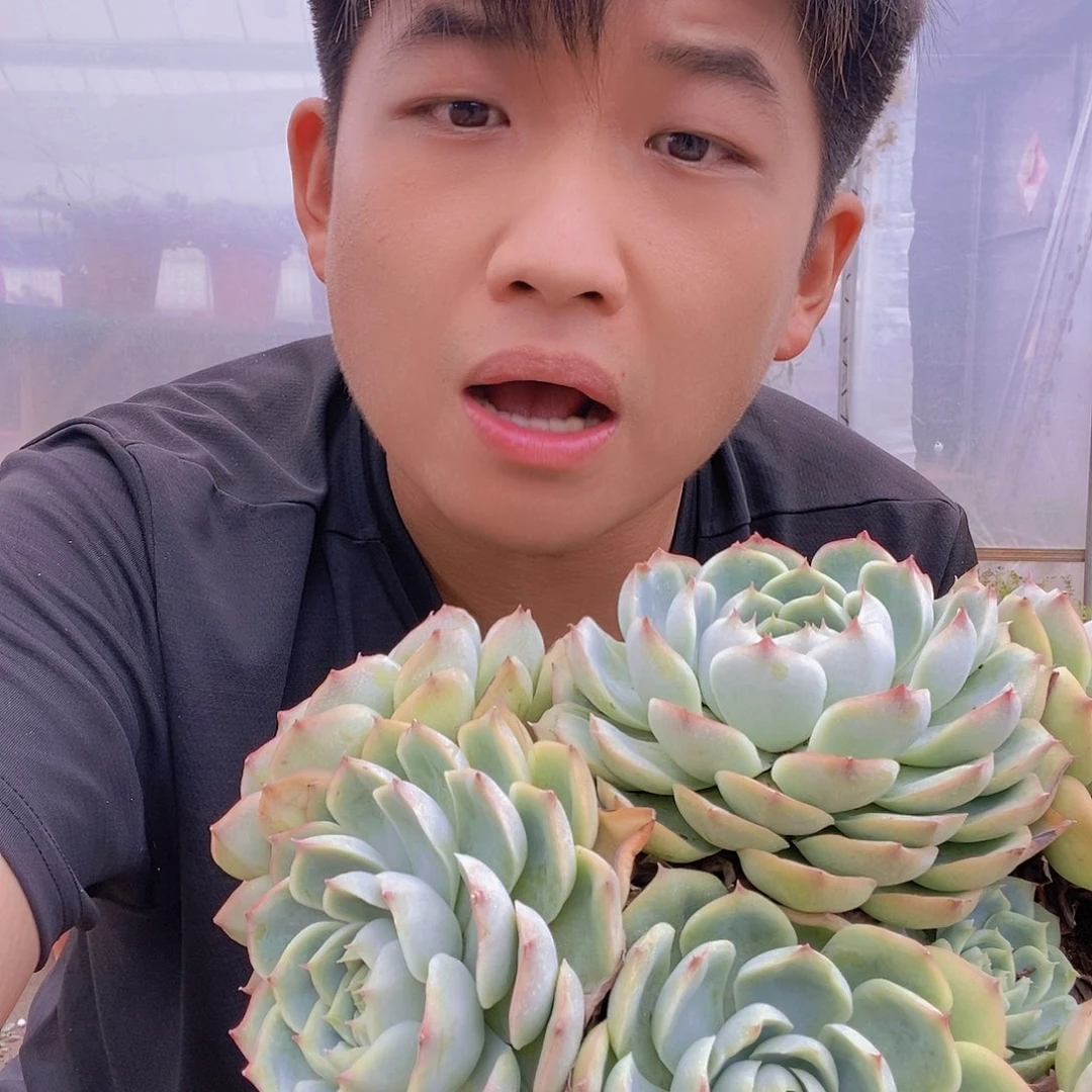 法兰西侧影多头群生