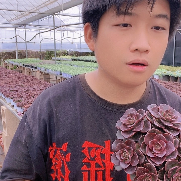 巧克力带盆土特价