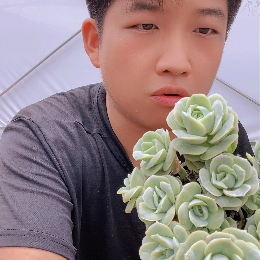 可爱玫瑰带盆土特价