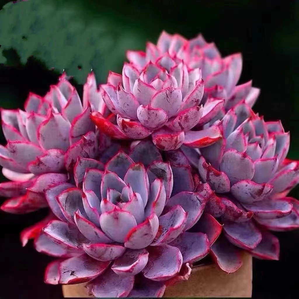 赫拉女王群生多肉 夏天好养品种