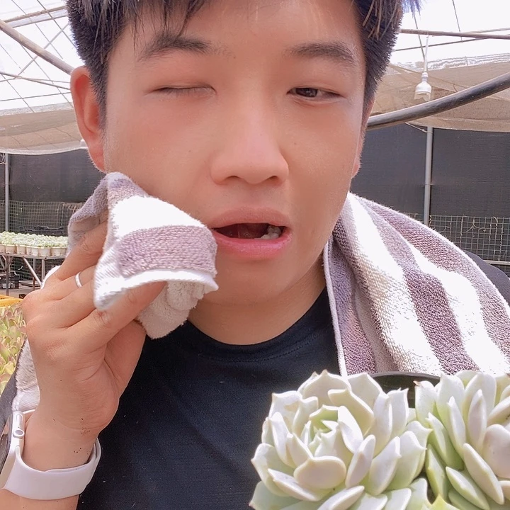 露娜莲带盆土特价