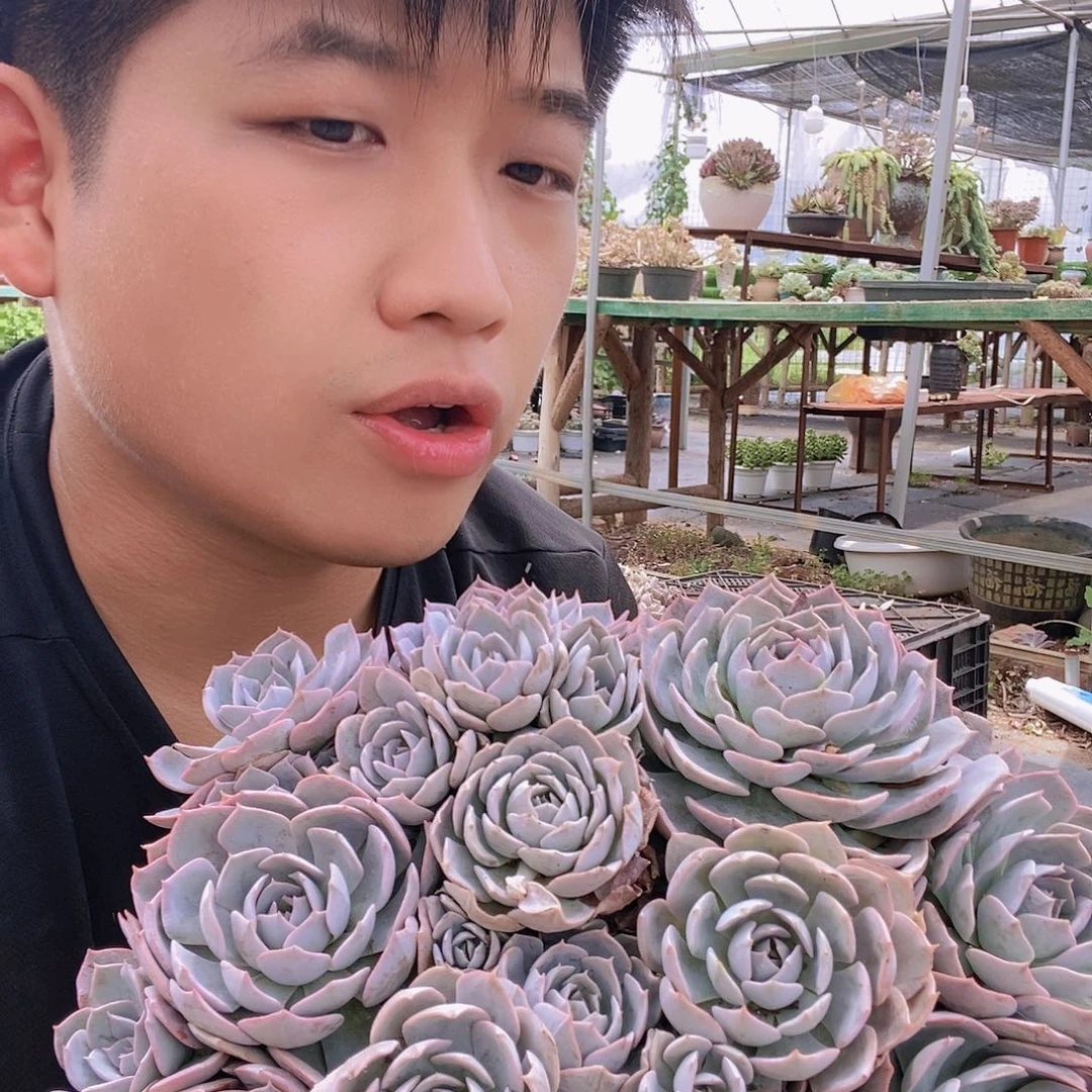 蓝石莲整桩群生老桩特价20cm
