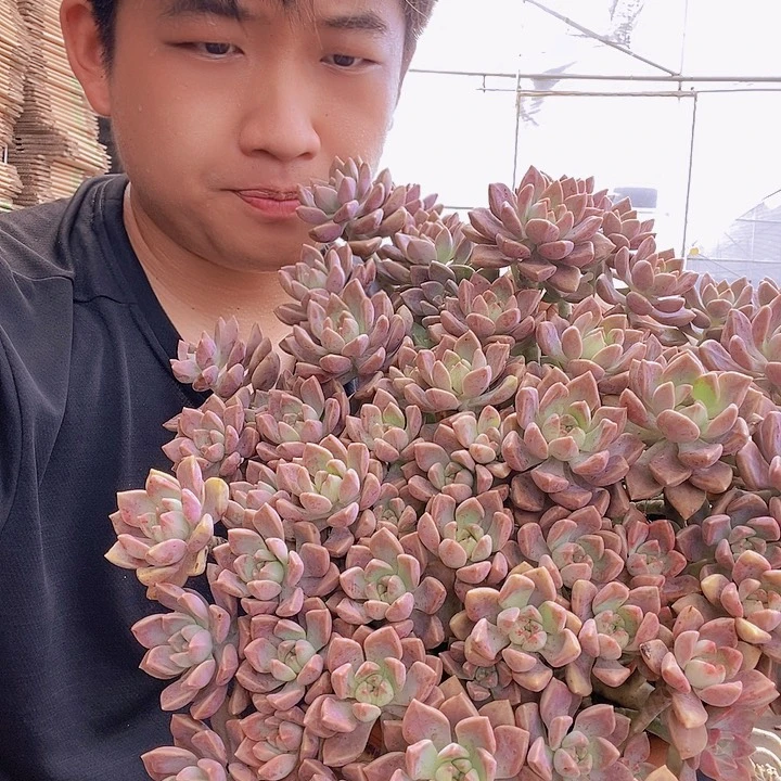 阿伦培大整桩老桩