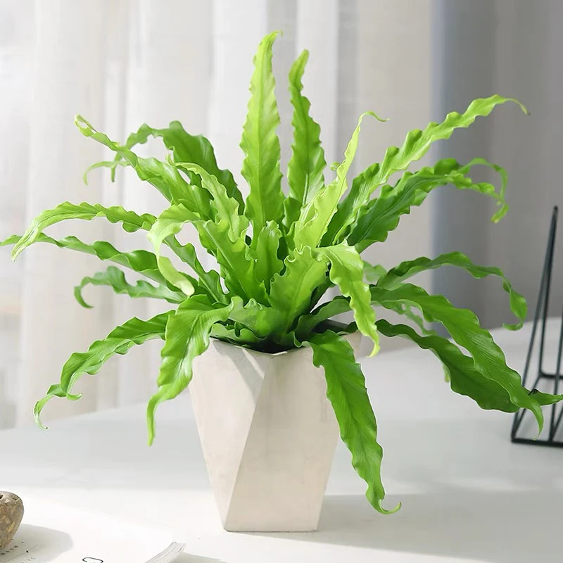 维纳斯鸟巢蕨展叶鸟巢蕨四季长青观叶绿植室内办公室盆栽净化空气
