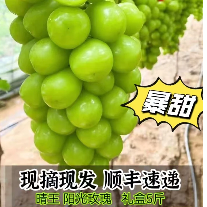 【顺丰包邮】原产正宗新鲜阳光玫瑰无籽纯甜无酸颗饱满坏单包赔新鲜