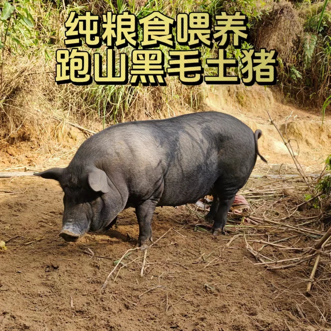 散养放山黑毛土猪现场称改价【1号链接】跑山猪4-9斤顺丰冷链包邮
