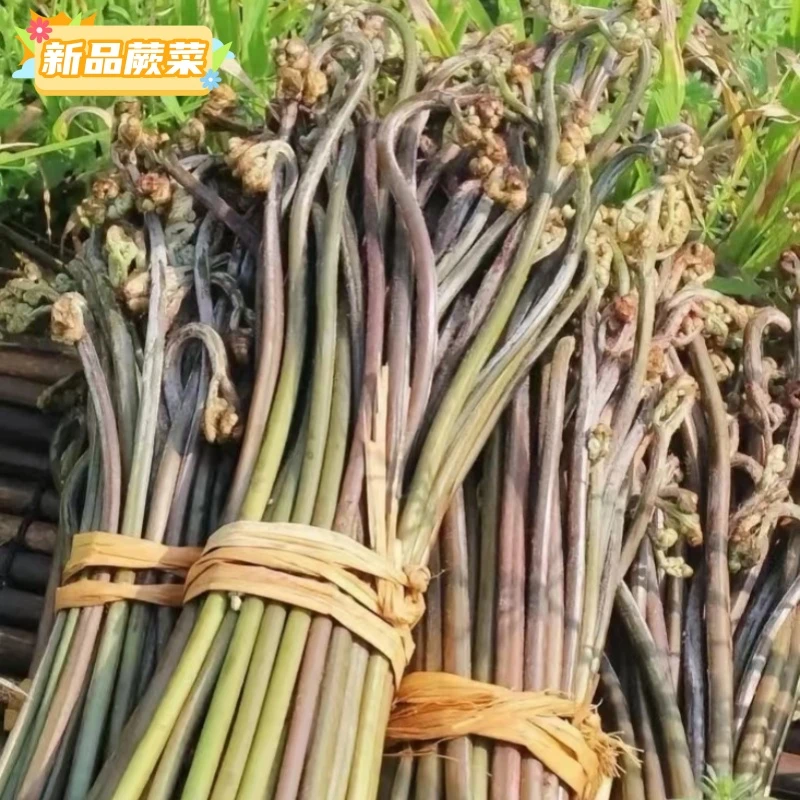 新鲜野生蕨菜蔬菜当季天然野地菜山蕨菜江西赣南高山蕨菜新鲜采摘