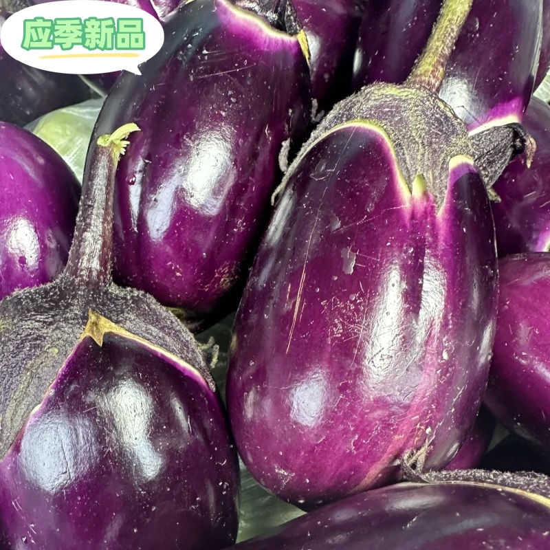 江西新鲜现摘陆地椭圆紫茄农产品食品蔬菜赣南新鲜茄子春季四季