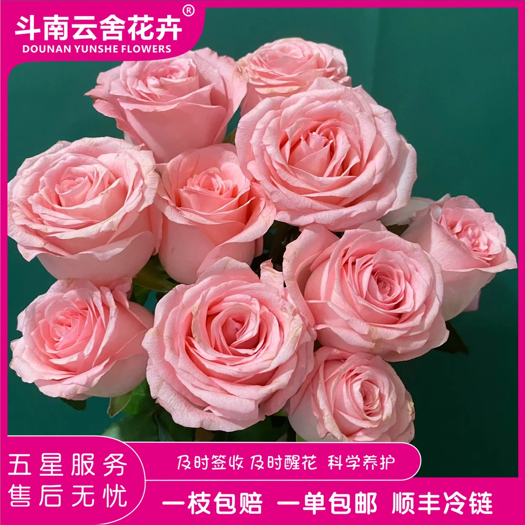 粉色安娜1-斗南云舍花卉鲜花材云南昆明基地鲜切现发顺丰冷链包邮