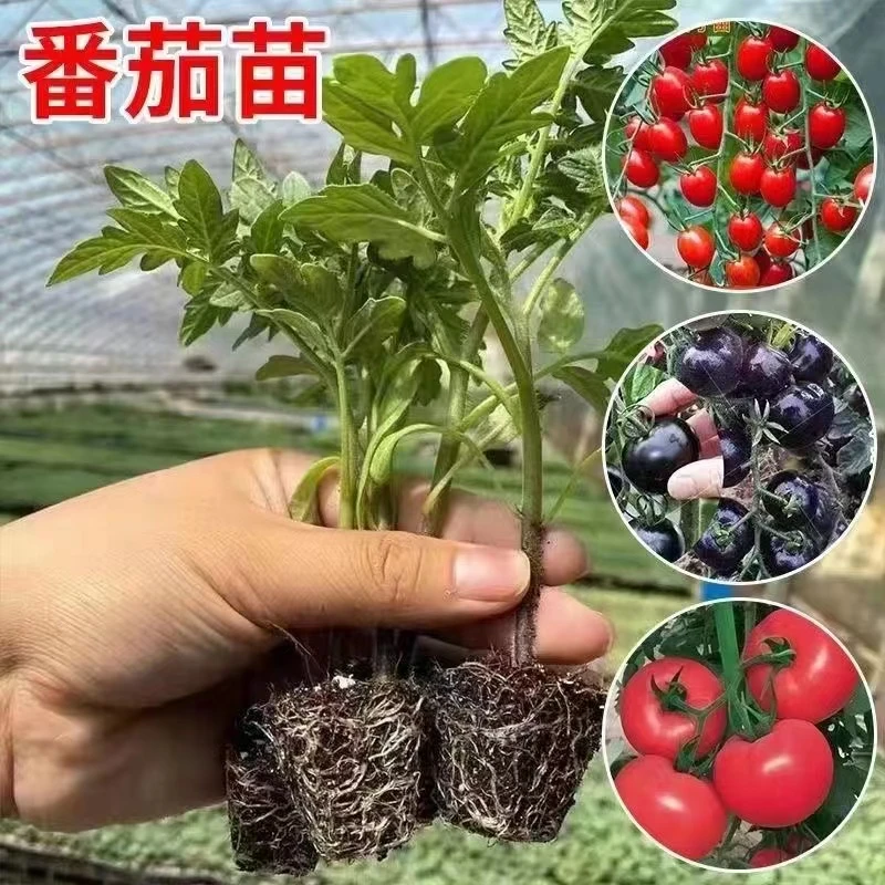 番茄秧苗高产大西红柿秧苗千禧小番茄苗小番茄苗圣女果苗阳台盆栽