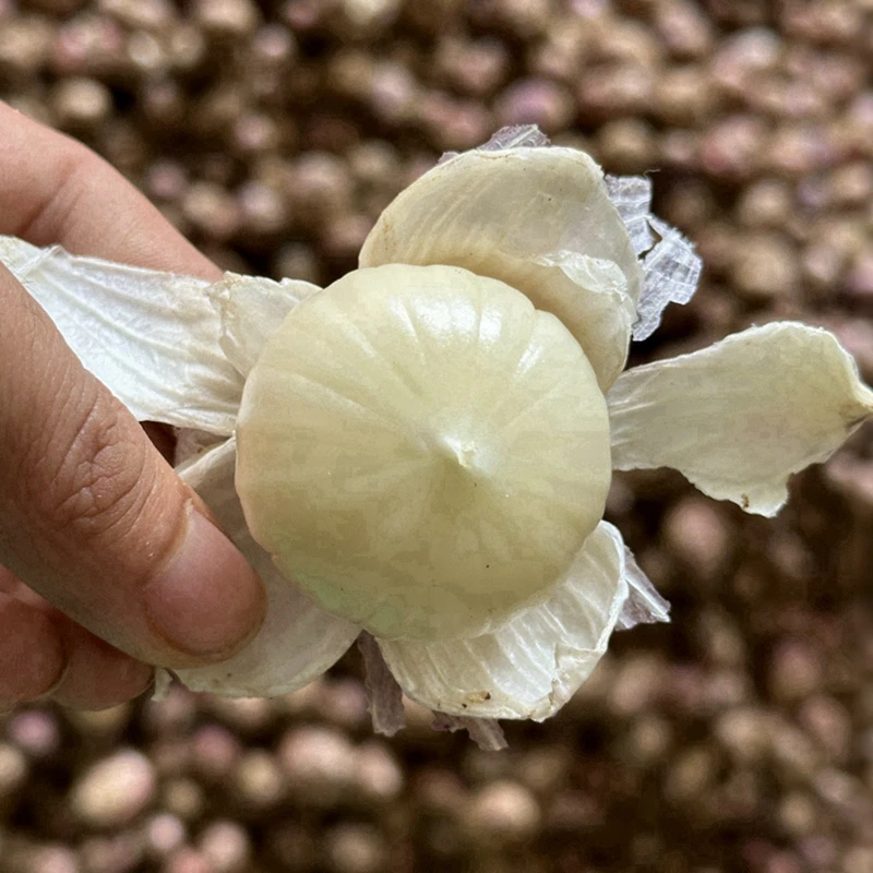 大蒜独头蒜新挖独蒜2025年干蒜紫皮大蒜头独头大蒜1斤爽口大果