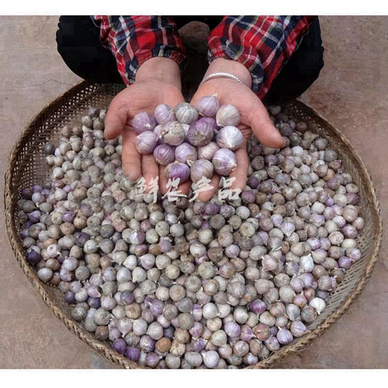 泡蒜小独蒜正宗干蒜紫皮独头蒜珍珠蒜辛辣爽口蔬菜新挖大蒜1斤