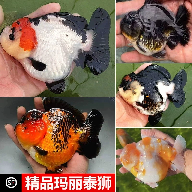 精品三色玛丽金鱼活鱼百褶观赏鱼高级易好养耐活冷水小金鱼苗