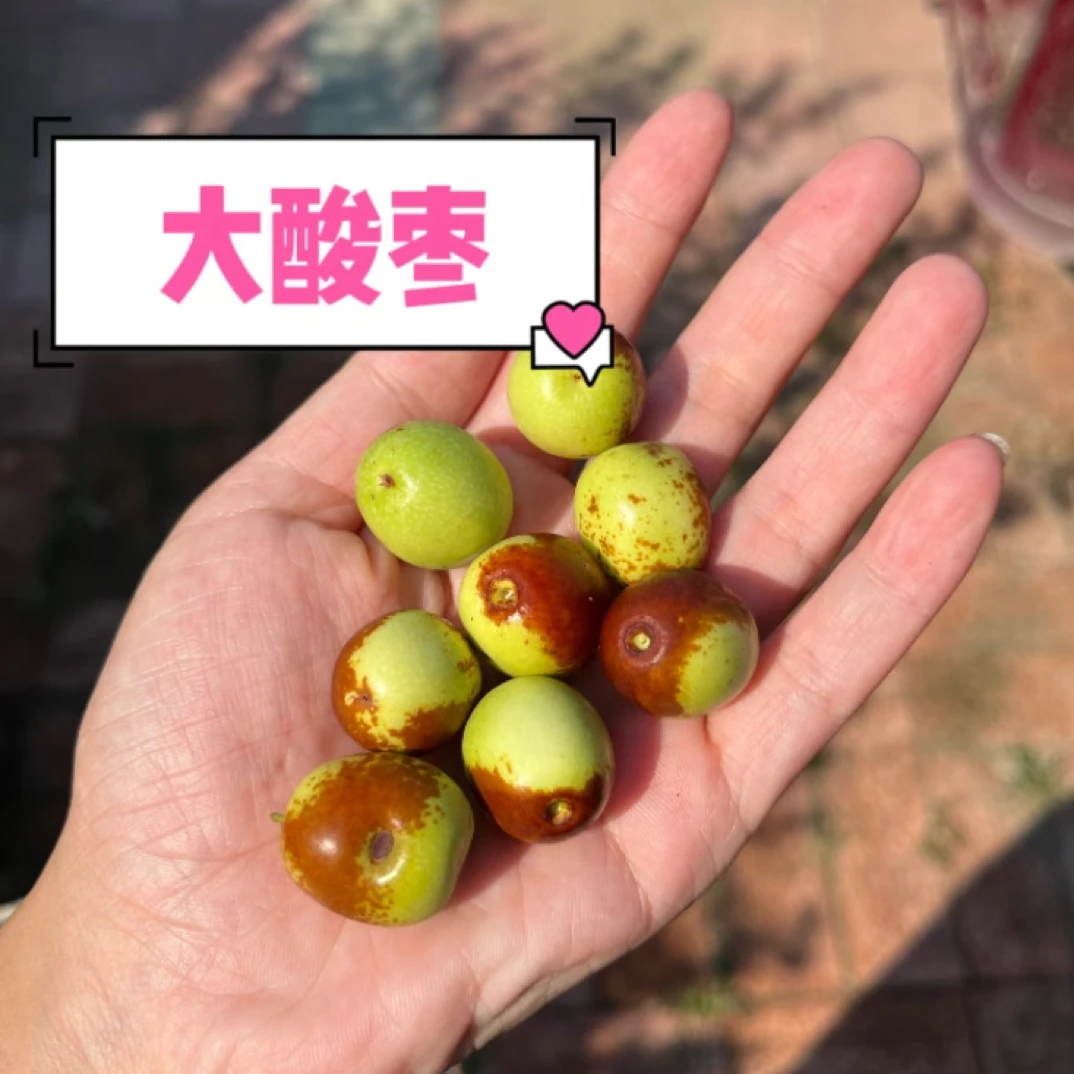 东北野生大酸枣8-9分酸肉厚