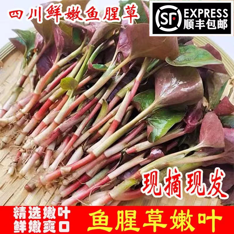 顺丰包邮!现挖折耳根叶子四川特产鱼腥草新鲜嫩叶0.5斤-4斤包邮