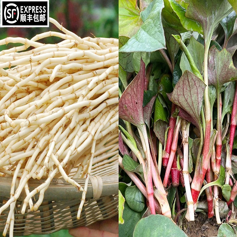 顺丰包邮组合装蔬菜！折耳根嫩叶+折耳根嫩根混合各一半包邮