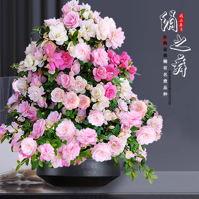 『忆花谷』各品种杜鹃花稀有名贵品种杜鹃花室内外盆栽耐寒耐热