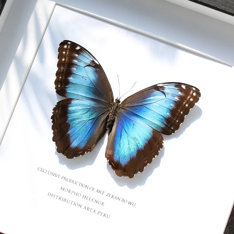 蝴蝶昆虫标本装饰摆件海伦闪蝶蓝色闪蝶10寸框大幅可挂墙家居挂画