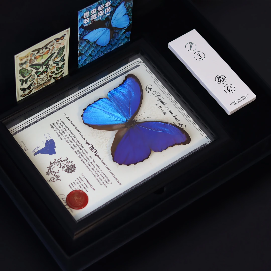 大蓝闪蝶-豪华版/黑绒底板【10寸黑色竖框】