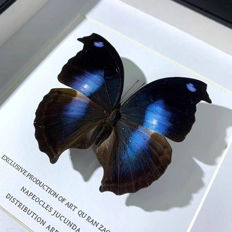 爱情鸟蛱蝶蝴蝶标本装饰画【黑色木纹7寸方框】告白礼物