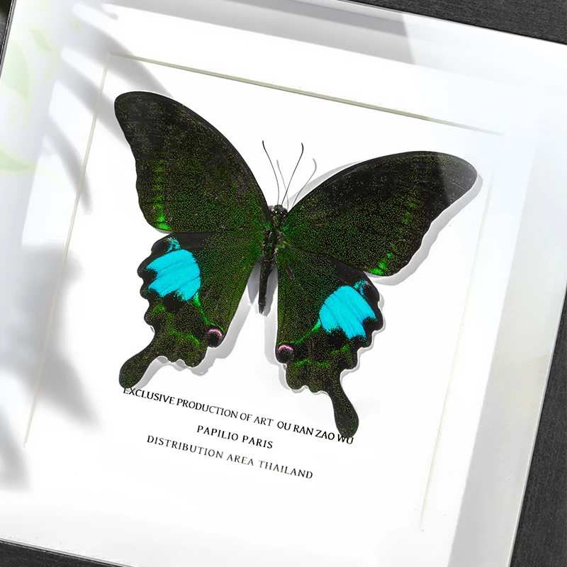 巴黎翠凤蝶标本生日礼物桌面摆台装饰画艺术送儿童节手工礼物