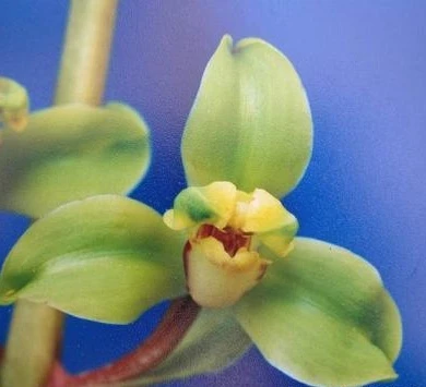 神桃,蕙兰,4一5月开花,一杆多花,花幽香,一组2苗