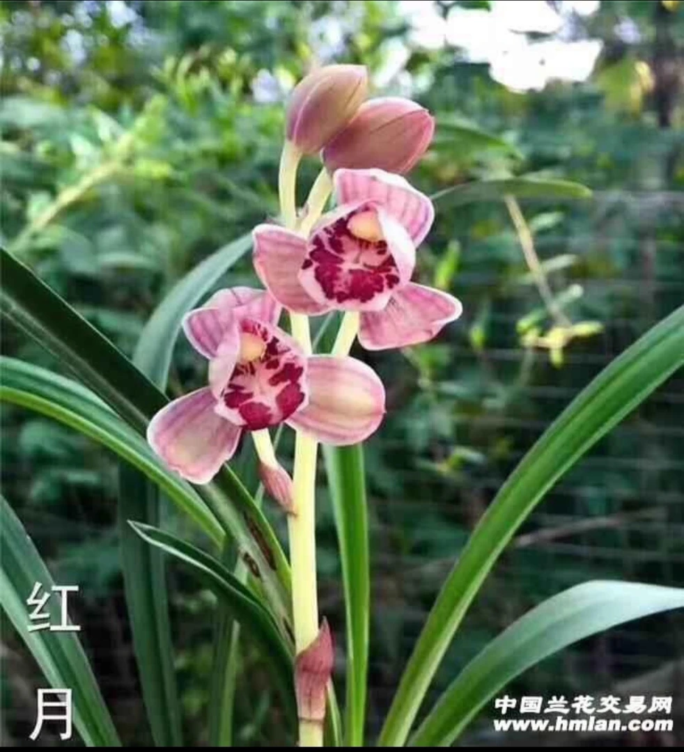 红月，属建兰，一杆多花，花幽香