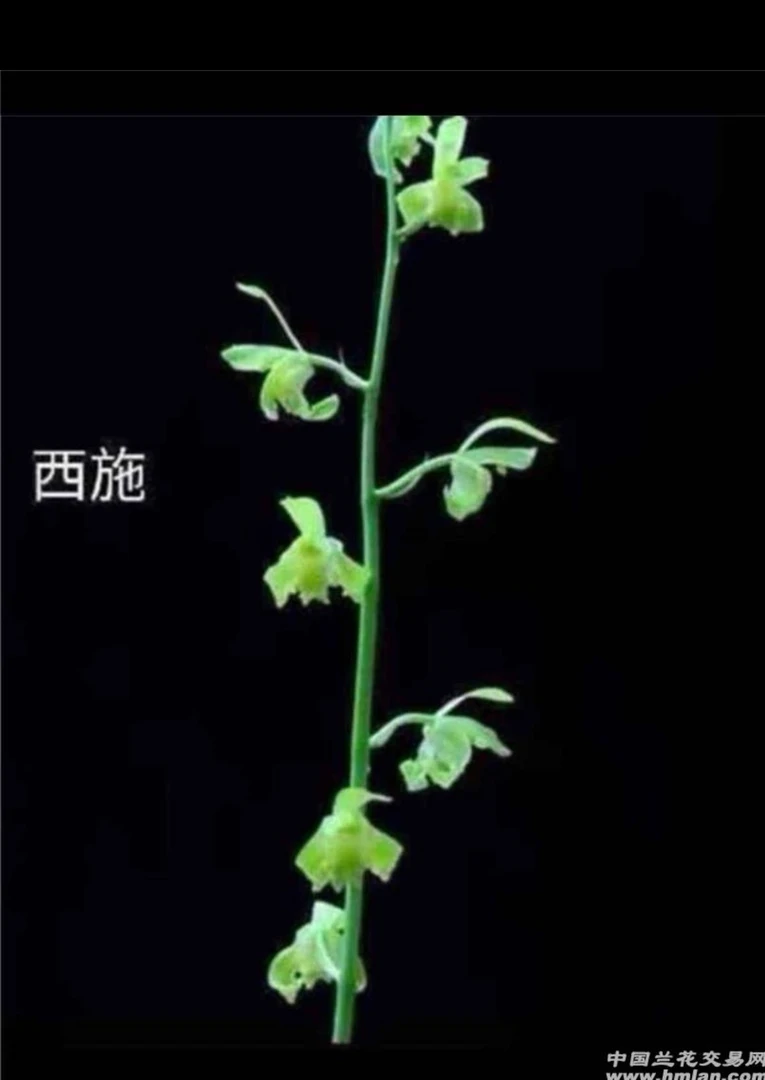 西施,蕙兰,4一5月开花,一杆多花,花幽香,一组一苗