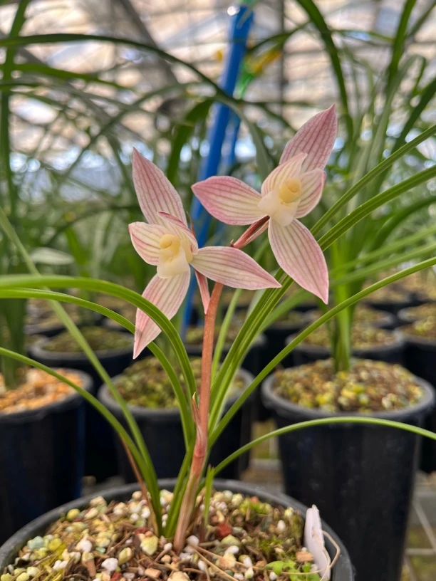 云香兰亭 精品【兰花】直播间一物一拍