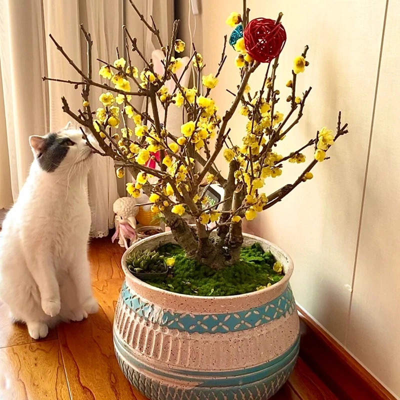 腊梅老桩盆景浓香型素心梅花 庭院花园阳台耐寒盆栽植物 冬季开花