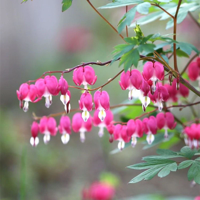 荷包牡丹 多年生耐寒植物  心形花朵 粉色早春开花  庭院花园宿根